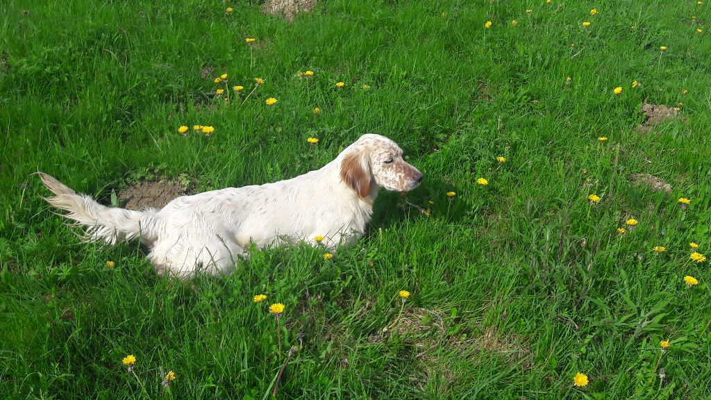 Lana du Parc des Chaumes