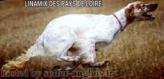 Iparraldekoa - Saillie champion Linamix * Melba