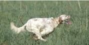 Les parents de nos chiens