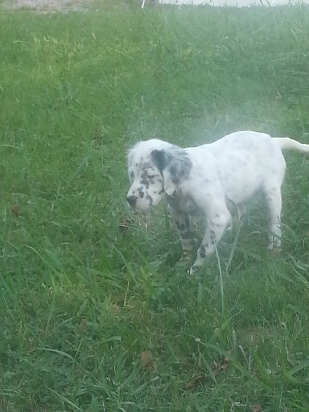 Iparraldekoa - Setter Anglais - Portée née le 20/06/2013