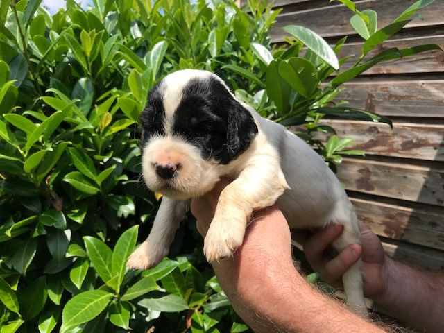 Iparraldekoa - Setter Anglais - Portée née le 17/05/2020